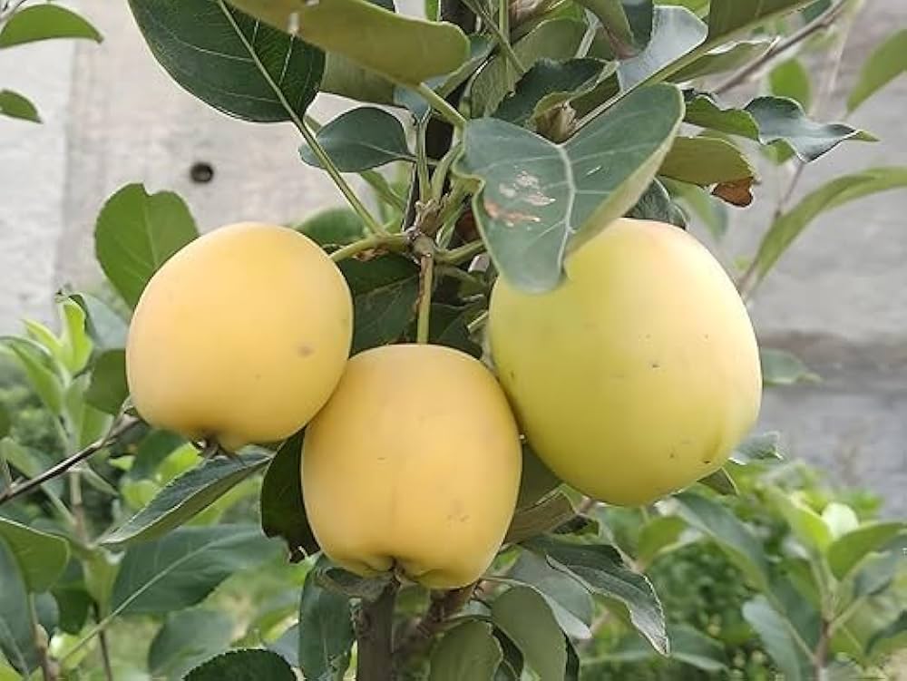 Hybrid Golden Grafting πππ Apple Plant (Pack Of-1)