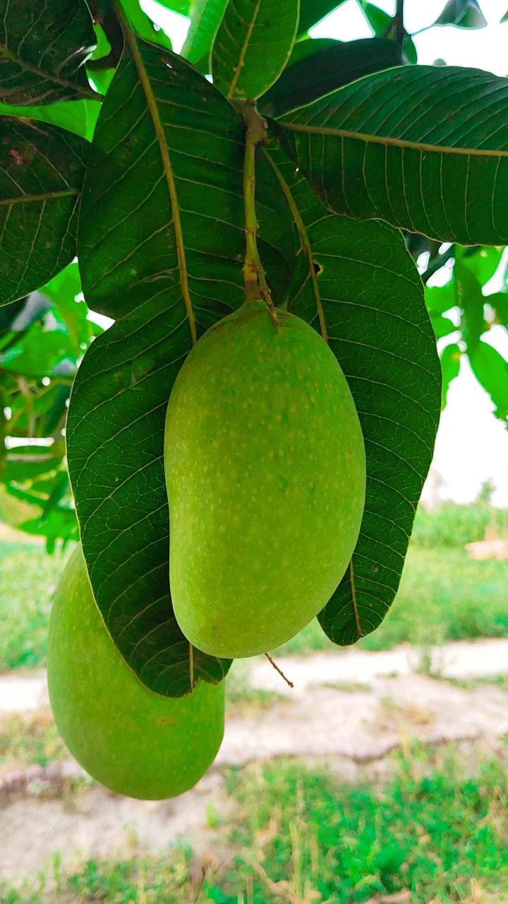 Hybrid Hapus Mango Grafting Plant (Pack Of-1)