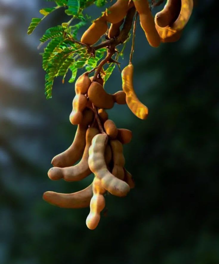 Tamarind Plant (Pack Of 1)
