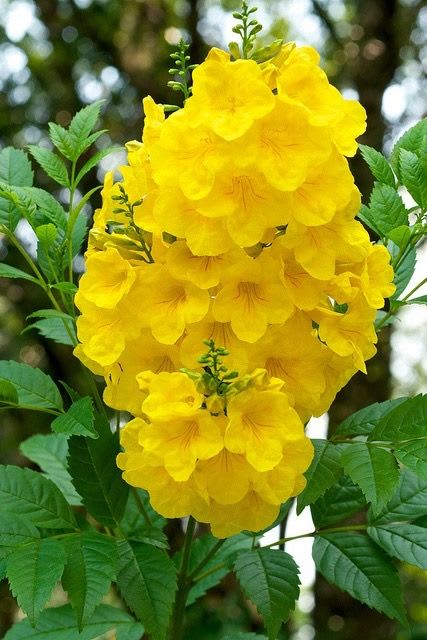 Tecoma Flower Plant Yellow (Pack Of 1)