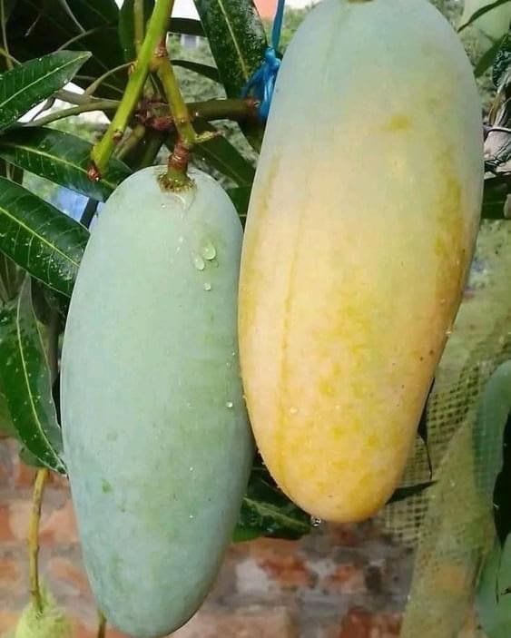 Thai Banana Mango Hybrid & Grafting Fruit Plant (Pack Of 1)