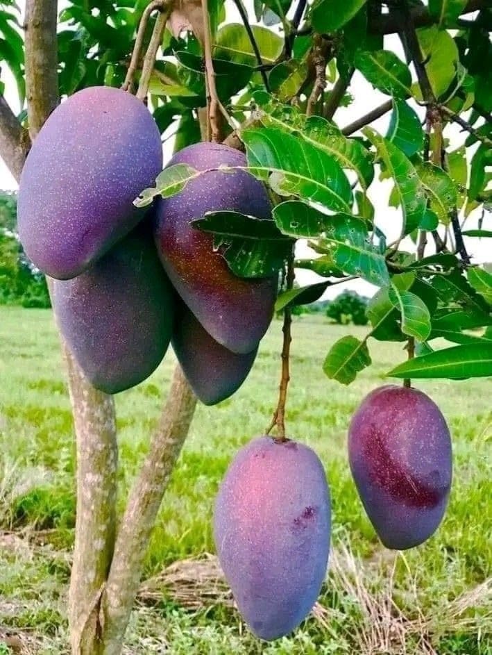 Thai Black Stone Mango 🥭🥭🥭 Grafting Fruit Live Plant (1.5-3 Feet Height Pack Of 1)