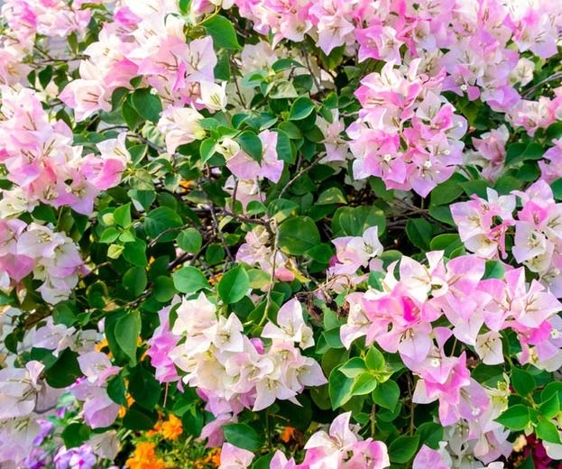 Thai Delight Bougainvillea Plant (Pack Of 1)