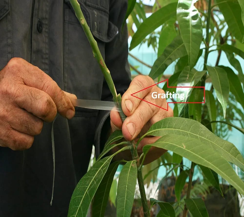 Thai Pusa Arunika🥭🥭🥭 Mango Grafting Fruit Plant (1.5-3 Feet Height Pack Of 1)