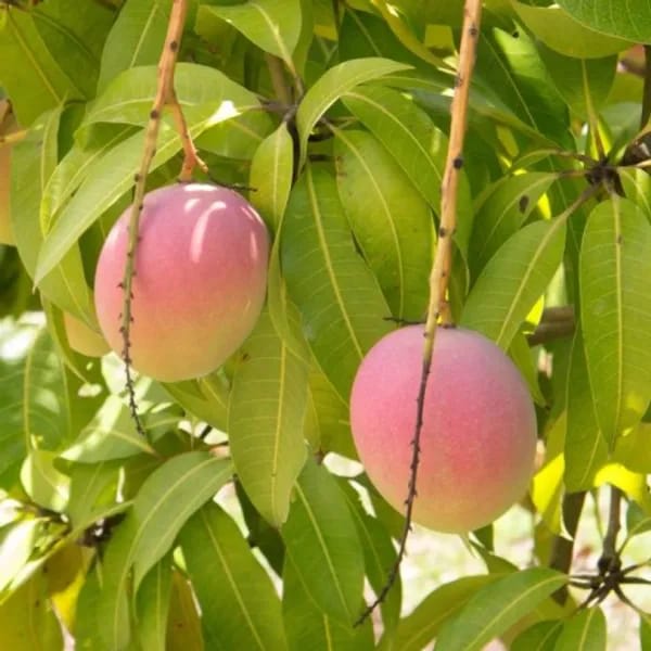 Thai R2E2 Mango🥭🥭🥭 Grafting Fruit Plant (1.5-3 Feet Height Pack Of -1)