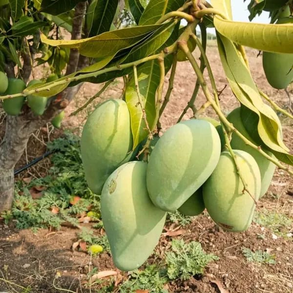 Thai Sweet Katimohan Chausa Mango 🥭🥭🥭 Grafting Fruit Live Plant (1.5-3 Feet Height Pack Of 1)