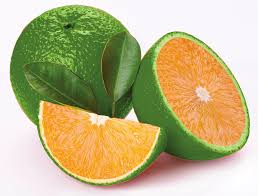Hybrid Bari 1 Malta Orange πππ Grafting Fruit Plant (Pack Of-1 )
