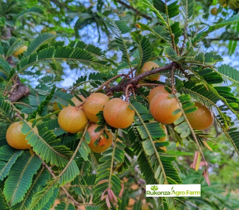 Hybrid Red Amla Grafting Fruit Plant (Pack Of-1 )