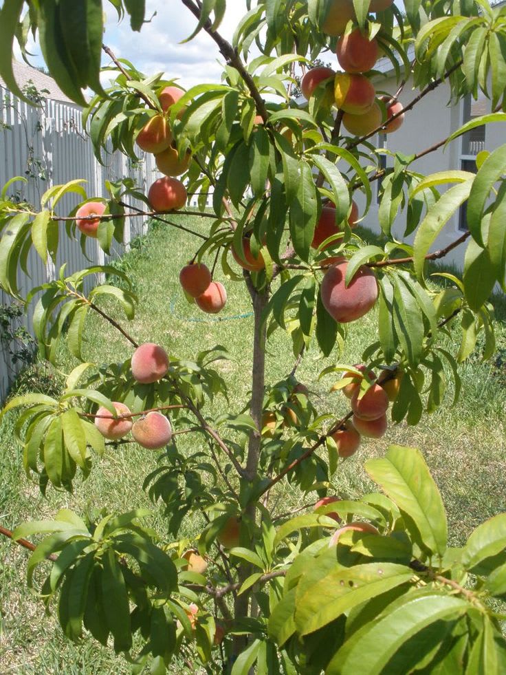 Velvet Glow Peach Plant (Pack Of 1)