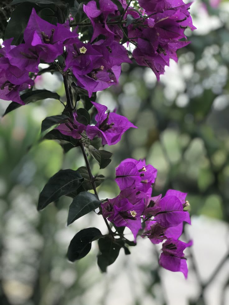 Violet September Bougainvillea Plant (Pack Of 1)