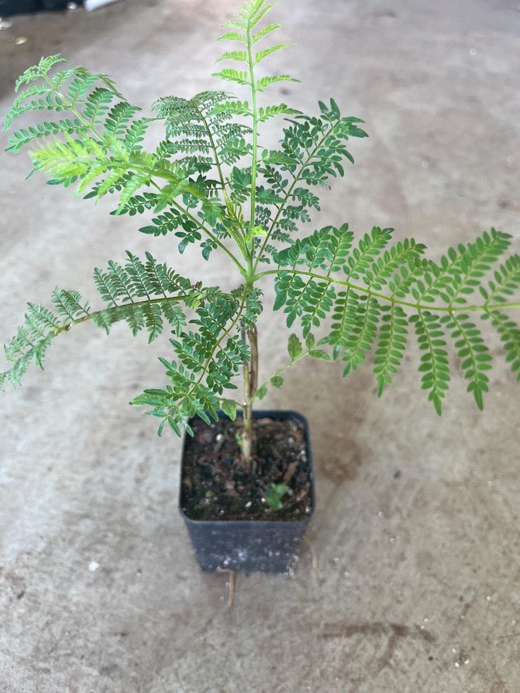 Jacaranda Flower Plant πͺ»πͺ»πͺ» (Pack Of-1)