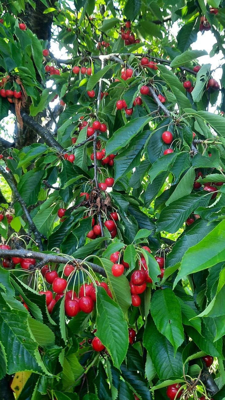 Hybrid Sweet Japanese Cherry๐๐Grafting Fruit Plant (Pack Of-1)