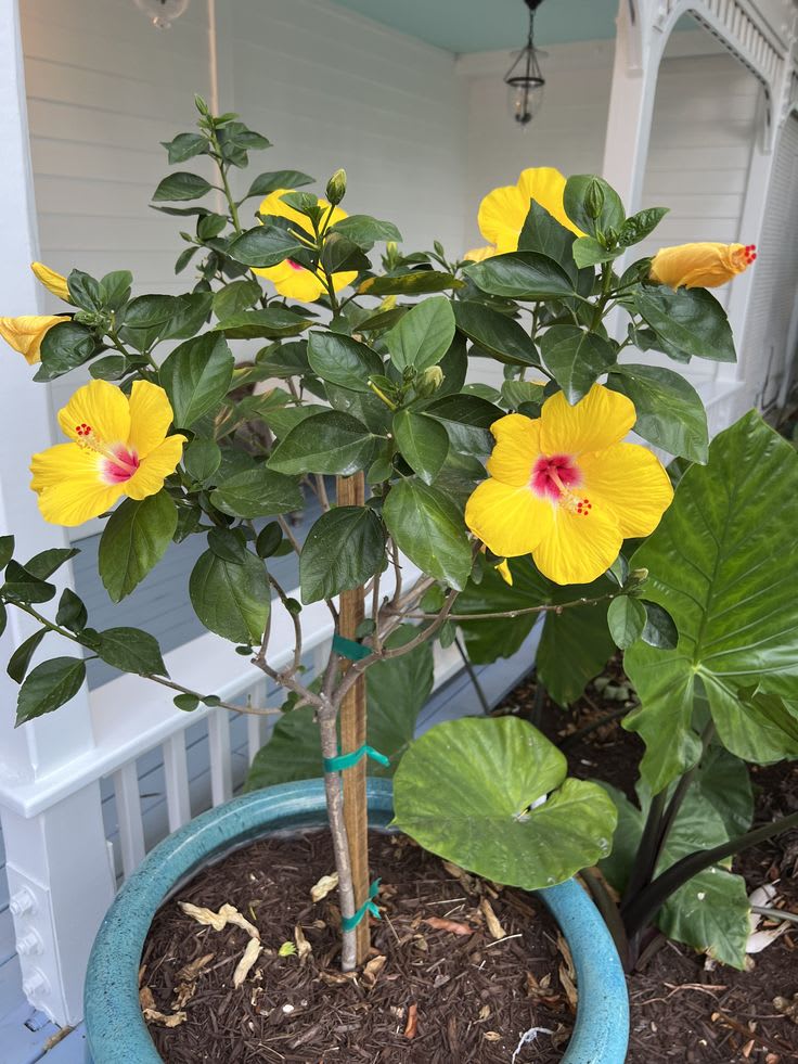 Yellow Thoka Hibiscus Plant (Pack Of 1)