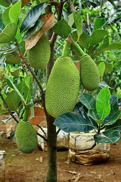 Hybrid Seeddless Jackfruit Grafting Plant (Pack Of-1 )