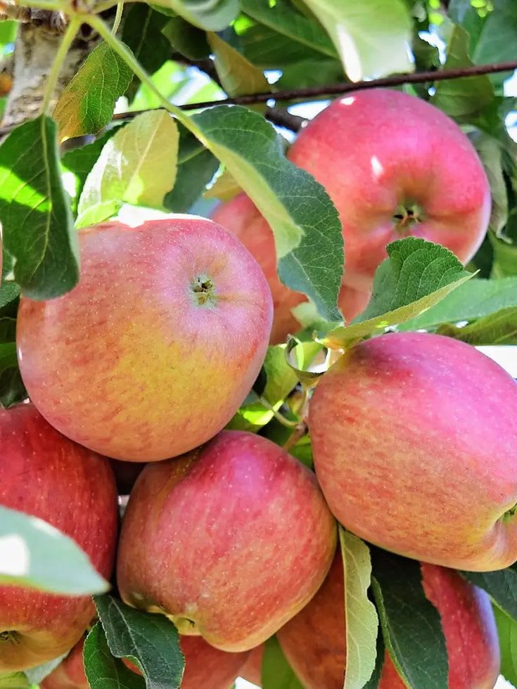 Hybrid Anna Apple πππ Grafting Plant (Pack Of 1)