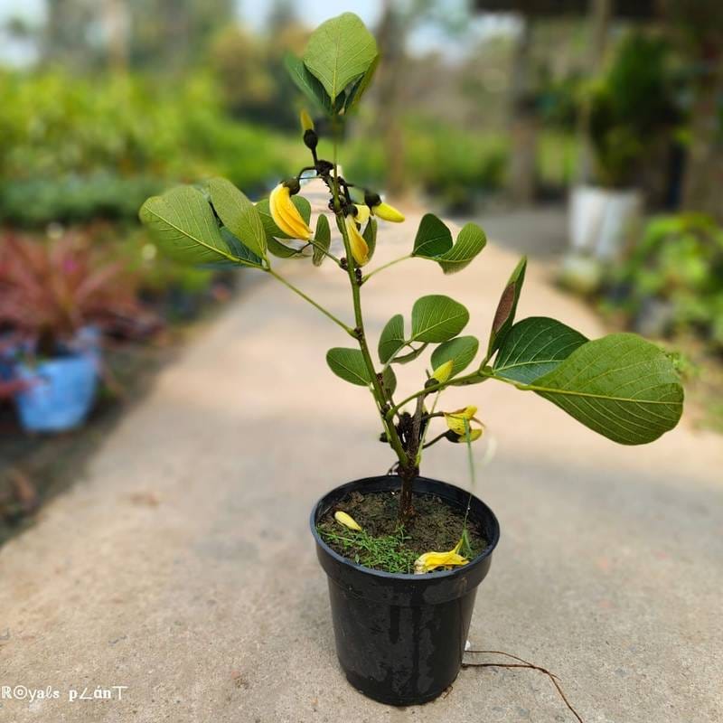 Yellow Palash Flower Plant (Hybrid & Grafting ) Pack Of-1