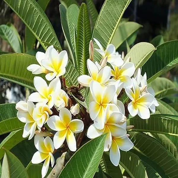 Hybrid Plumeria Whiteπ·π·π·Plant (Pack Of 1)