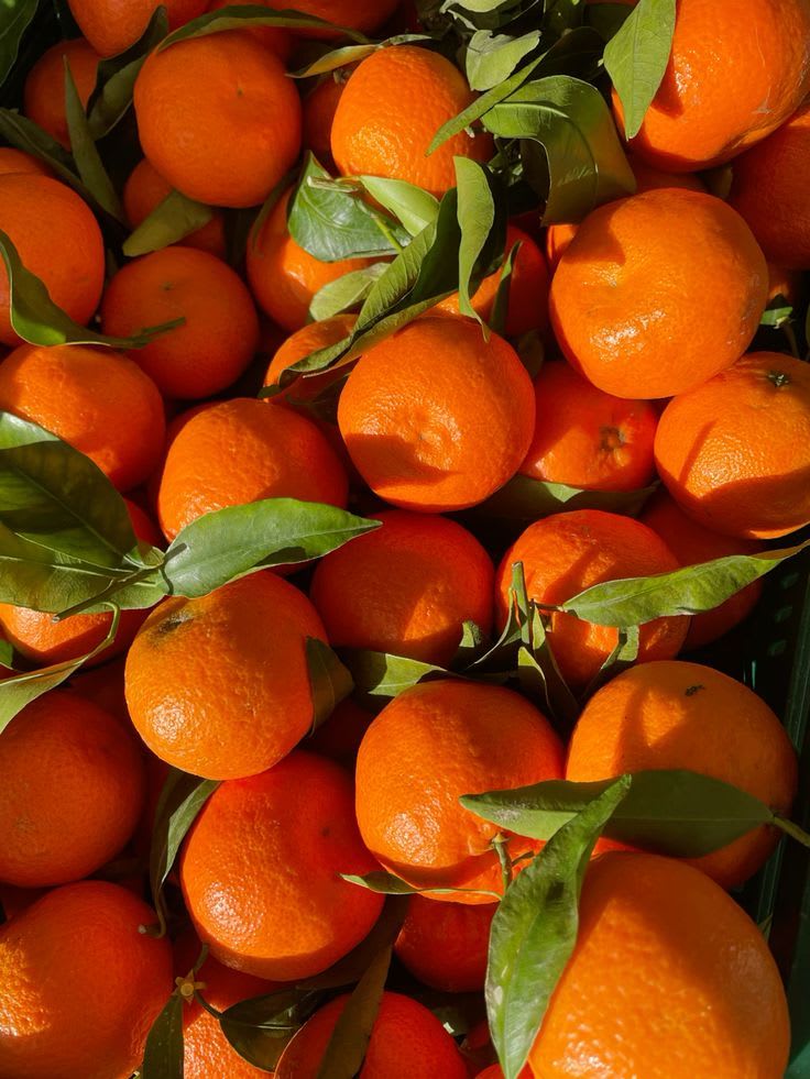 Hybrid Valencia Orange πππ Grafting Fruit Plant (Pack Of-1 )