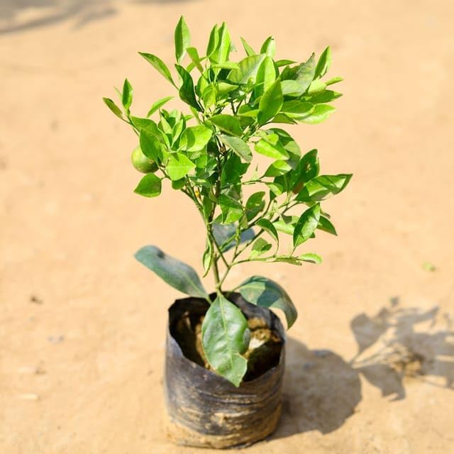 Hybrid Chataki Orange πππ Grafting Fruit Plant (Pack Of-1 )