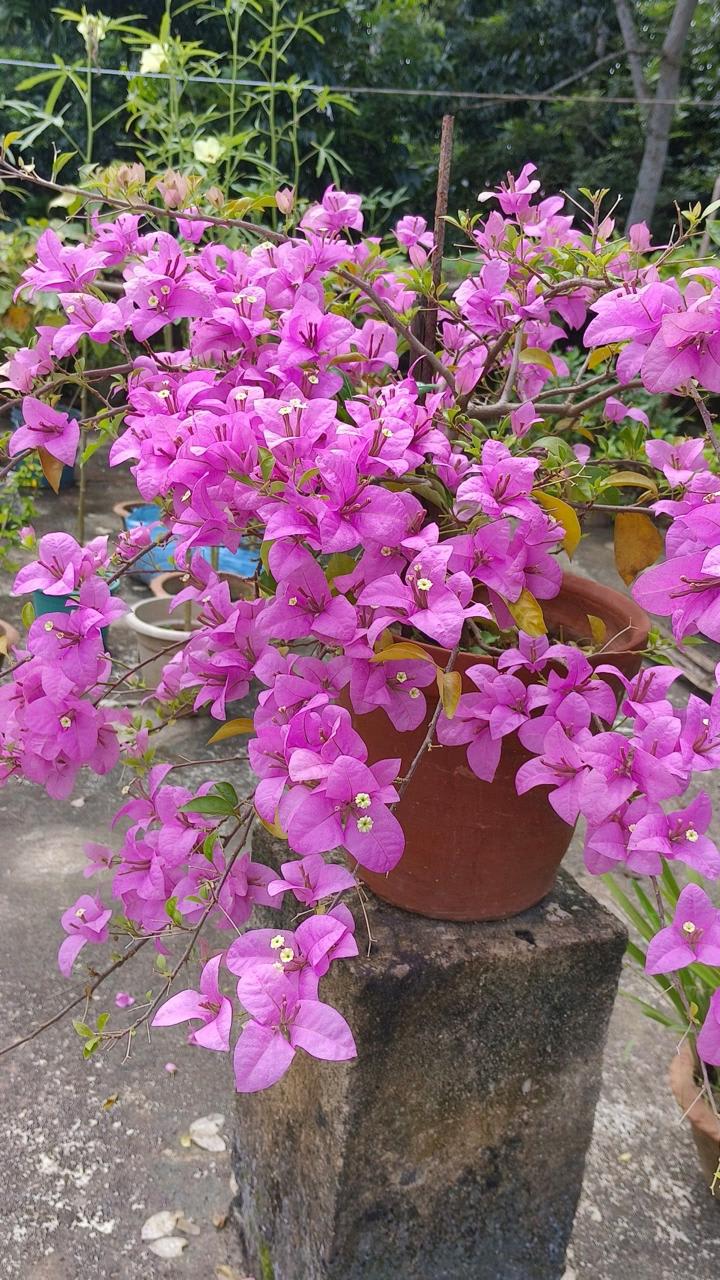 Hybrid Pink Bouganvillea Flower Plant (Pack Of-1)