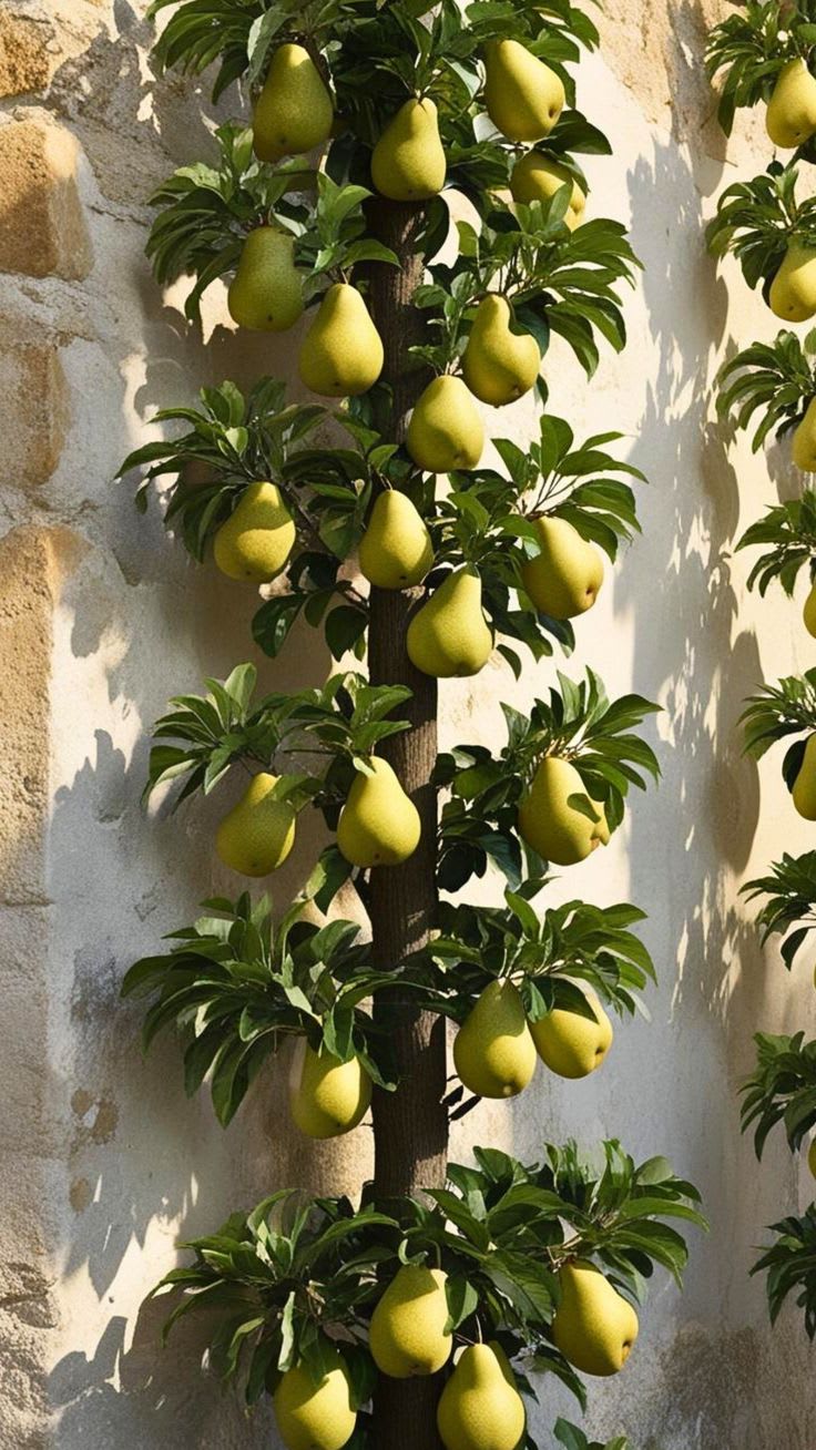 D’Anjou Pear Naspati Plant (Pack Of 1)