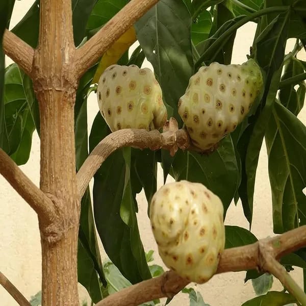 Seedling Noni Fruit Plant (Pack Of-1)