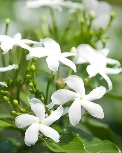 Mini Togor Flower Plant (Pack Of-1 )
