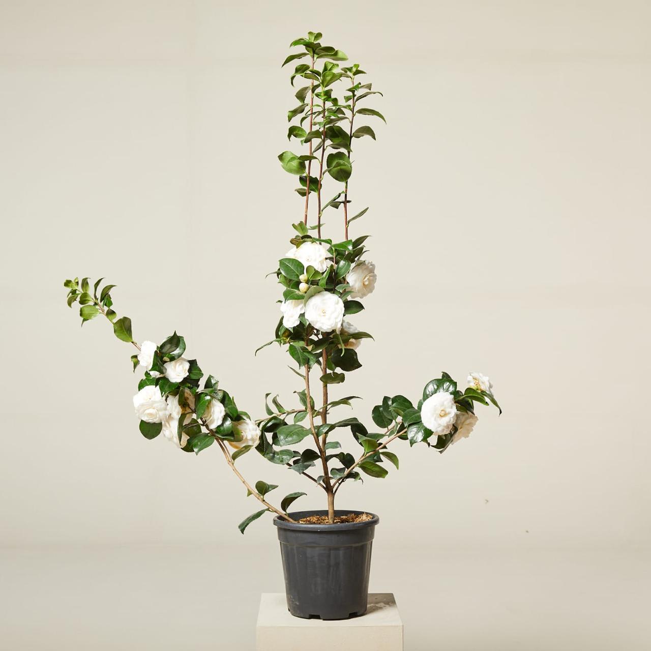 Hybrid White Camellia Flower Plant (Pack Of-1)