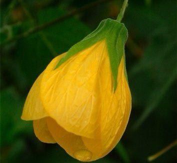 Yellow Lantern Hibiscus 🌺🌺🌺 Flower Plant (Pack Of-1 )