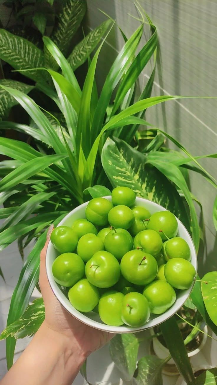 Seedless Apple Ber (Hybrid & Grafting) Jujubi Fruit Plant Pack Of-1
