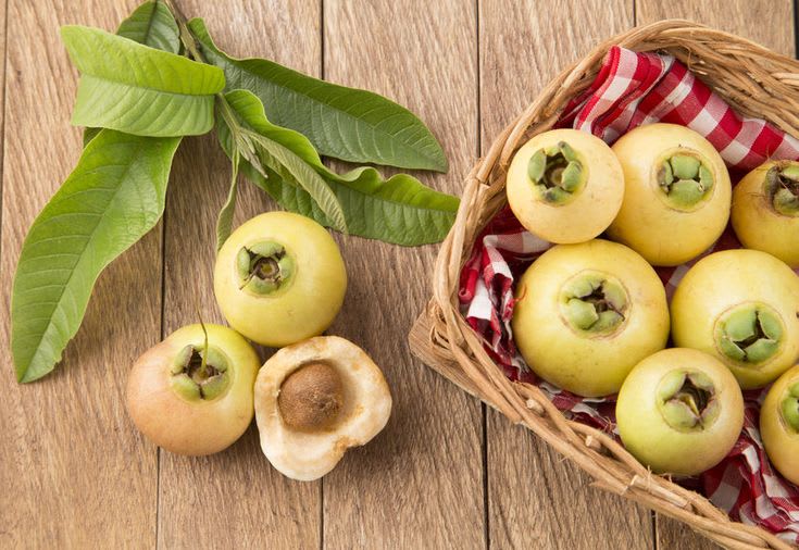 Rose Apple Fruit Plant Pack Of-1 (Hybrid & Grafting)
