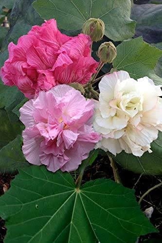 Hybrid Land Lotus πππ Flower Plant (Pack Of-1 )