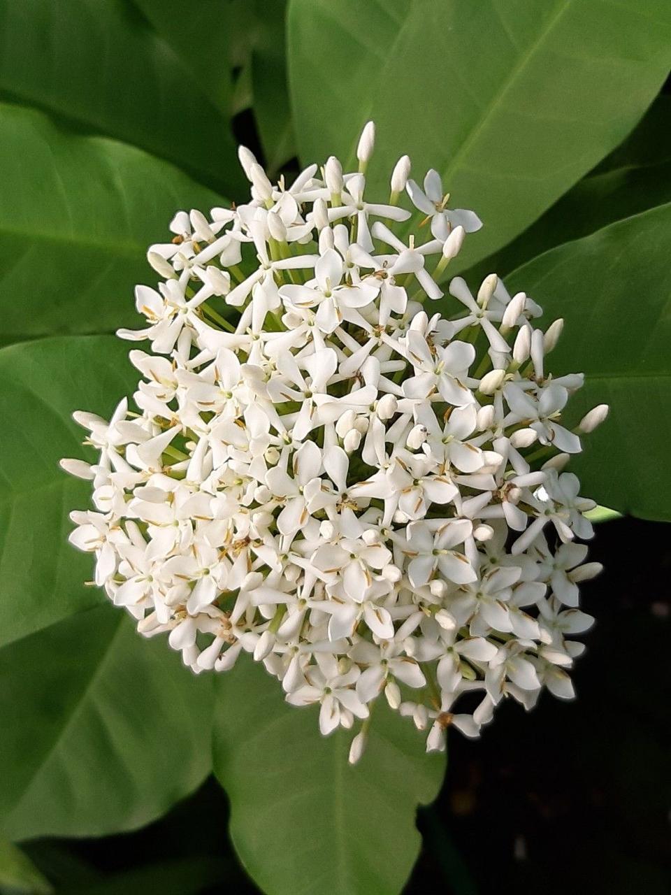 Hybrid White Ixora Flower Plant (Pack Of-1)