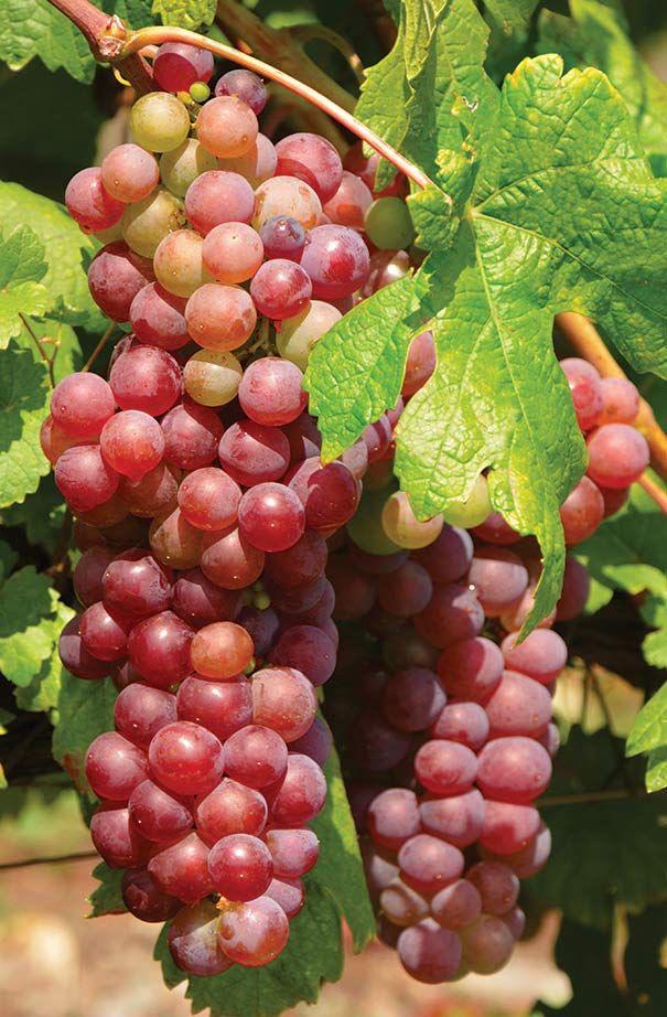Hybrid Seedless Red Grapes Grafting Fruit Plant ( Pack Of-1 )