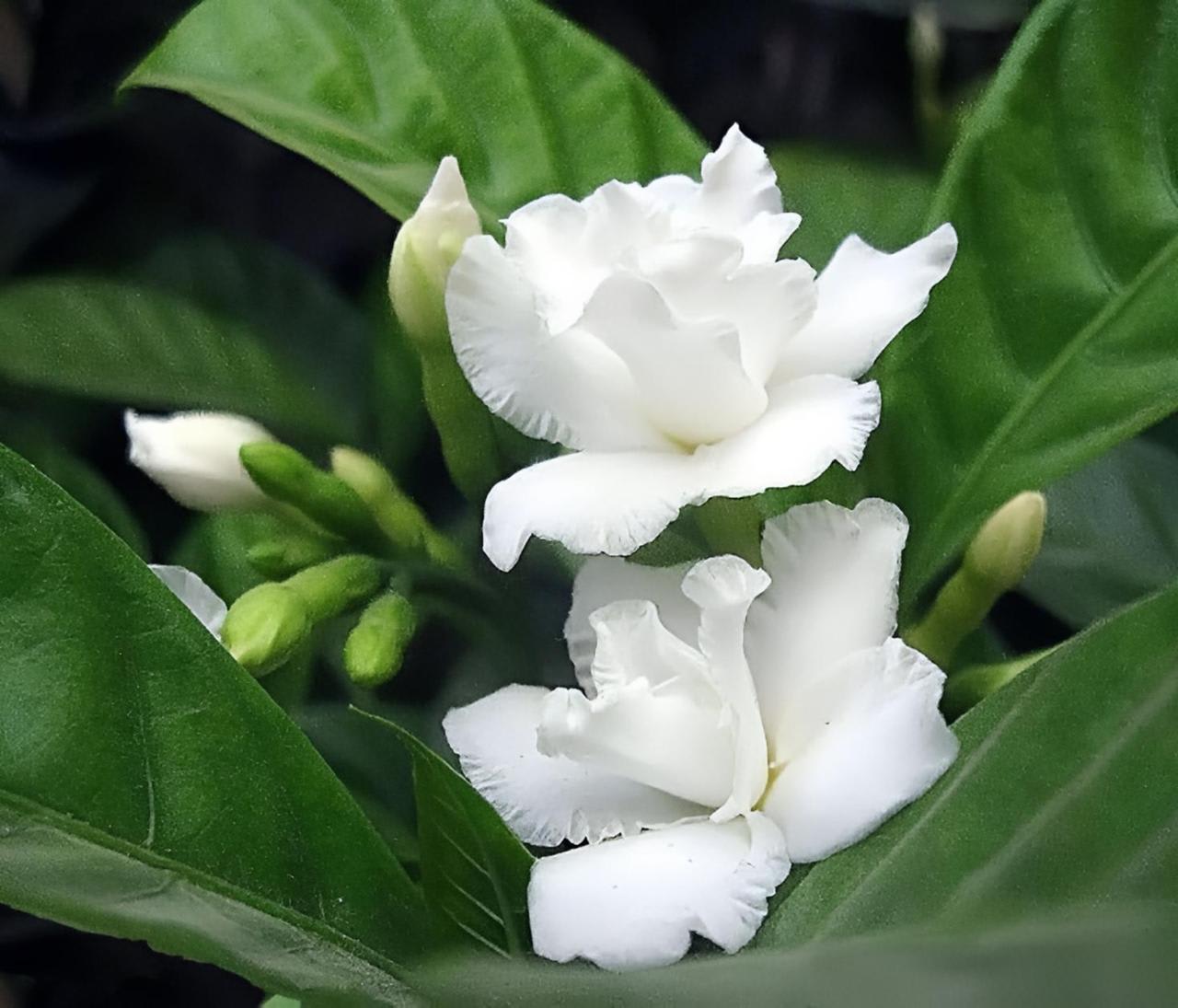 Hybrid Double Taggar Flower Plant (Pack Of-1 )