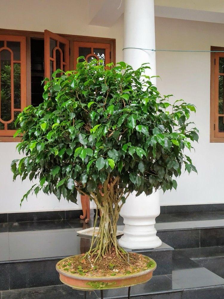 Hybrid Ficus Benjamina Plant (Pack Of-1 )