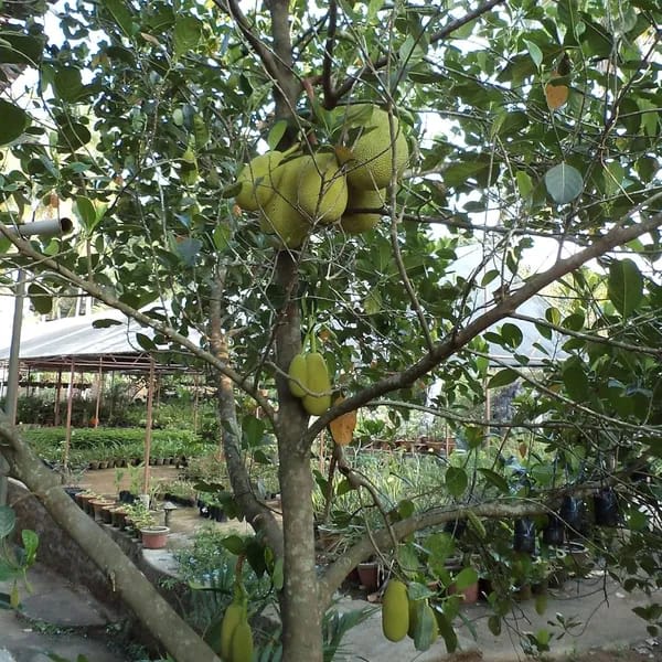Gumless Jackfruit Plant (Hybrid & Grafting ) Pack Of-1