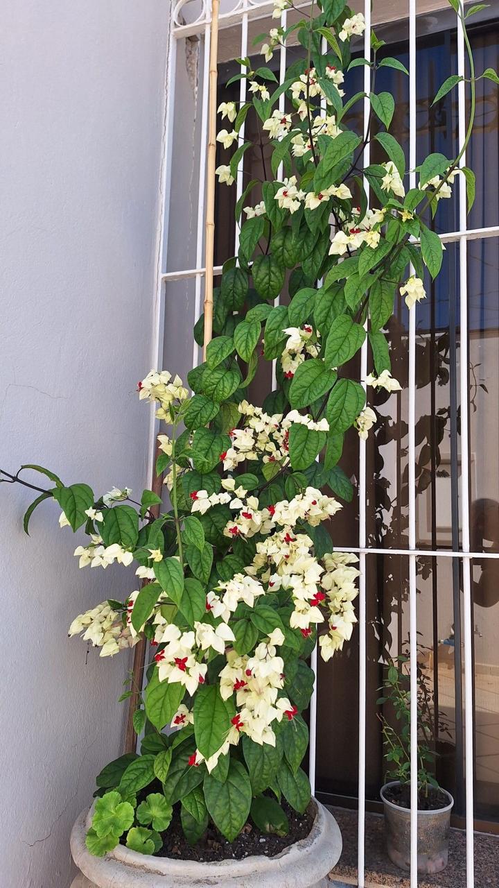 Bleeding Heart Flower Plant (Pack Of-1 )