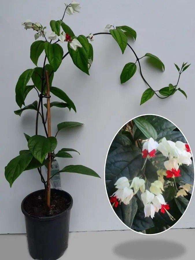 Bleeding Heart Flower Plant (Pack Of-1 )