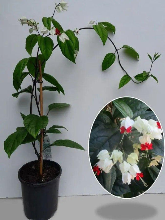 Bleeding Heart Flower Plant (Pack Of-1 )