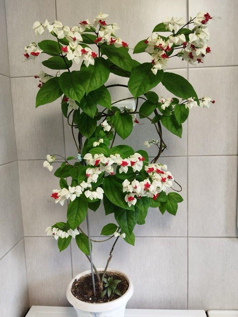 Bleeding Heart Flower Plant (Pack Of-1 )