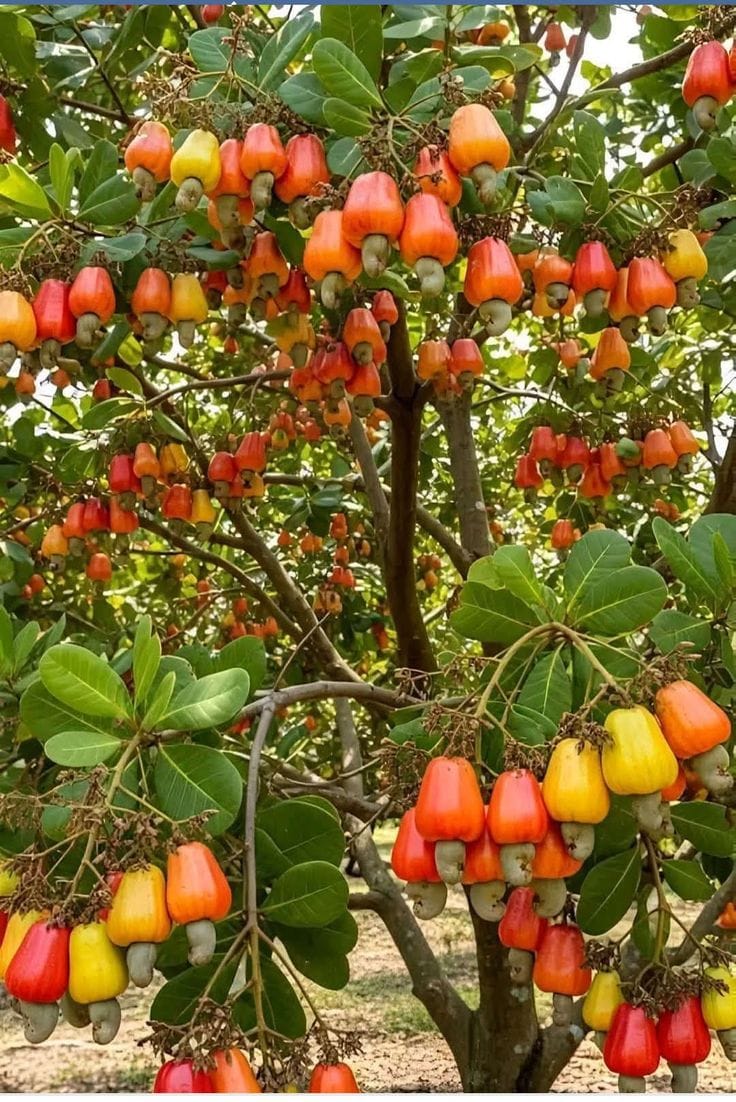 Hybrid Cashew Grafting Plant (Pack Of -1)