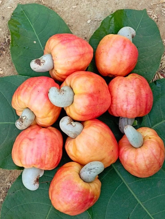 Hybrid Cashew Grafting Plant (Pack Of -1)