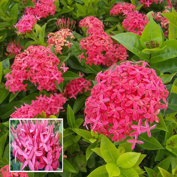 Hybrid Pink Ixora Flower Plant (Pack Of-1)