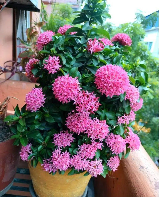 Hybrid Pink Ixora Flower Plant (Pack Of-1)