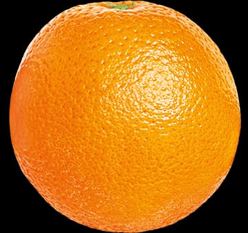 Hybrid Jaffa Orange 🍊🍊🍊 Grafting Fruit Plant (Pack Of-1 )