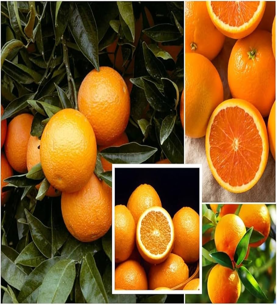 Hybrid Jaffa Orange 🍊🍊🍊 Grafting Fruit Plant (Pack Of-1 )