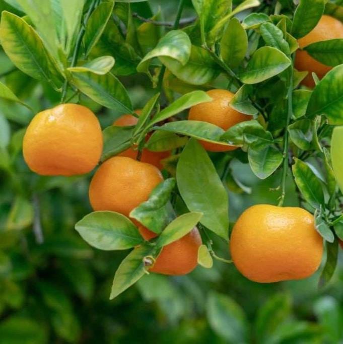 Hybrid Jaffa Orange 🍊🍊🍊 Grafting Fruit Plant (Pack Of-1 )