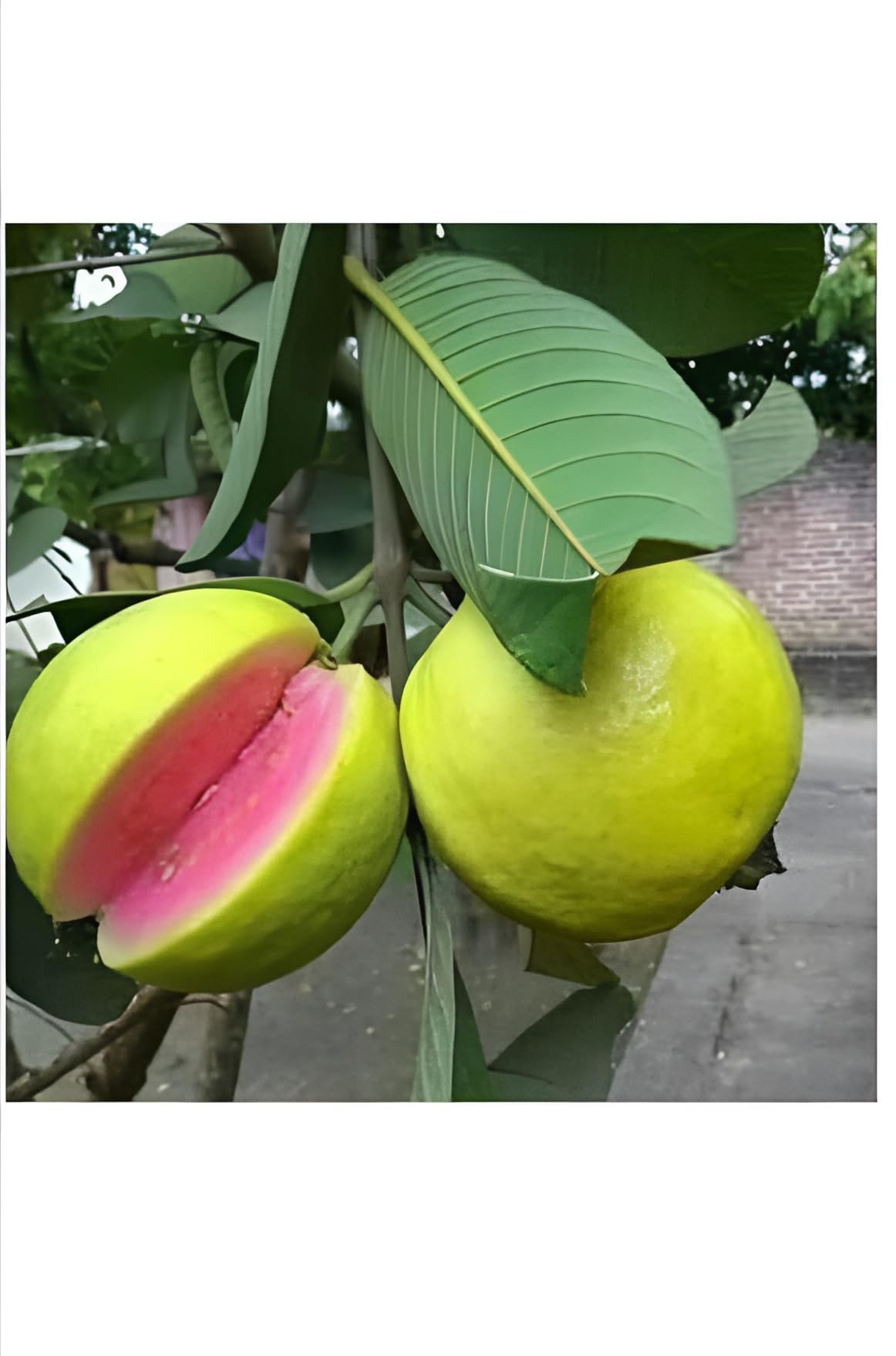 Thi Pink Guava Plant (Hybrid & Grafting) Pack Of-1