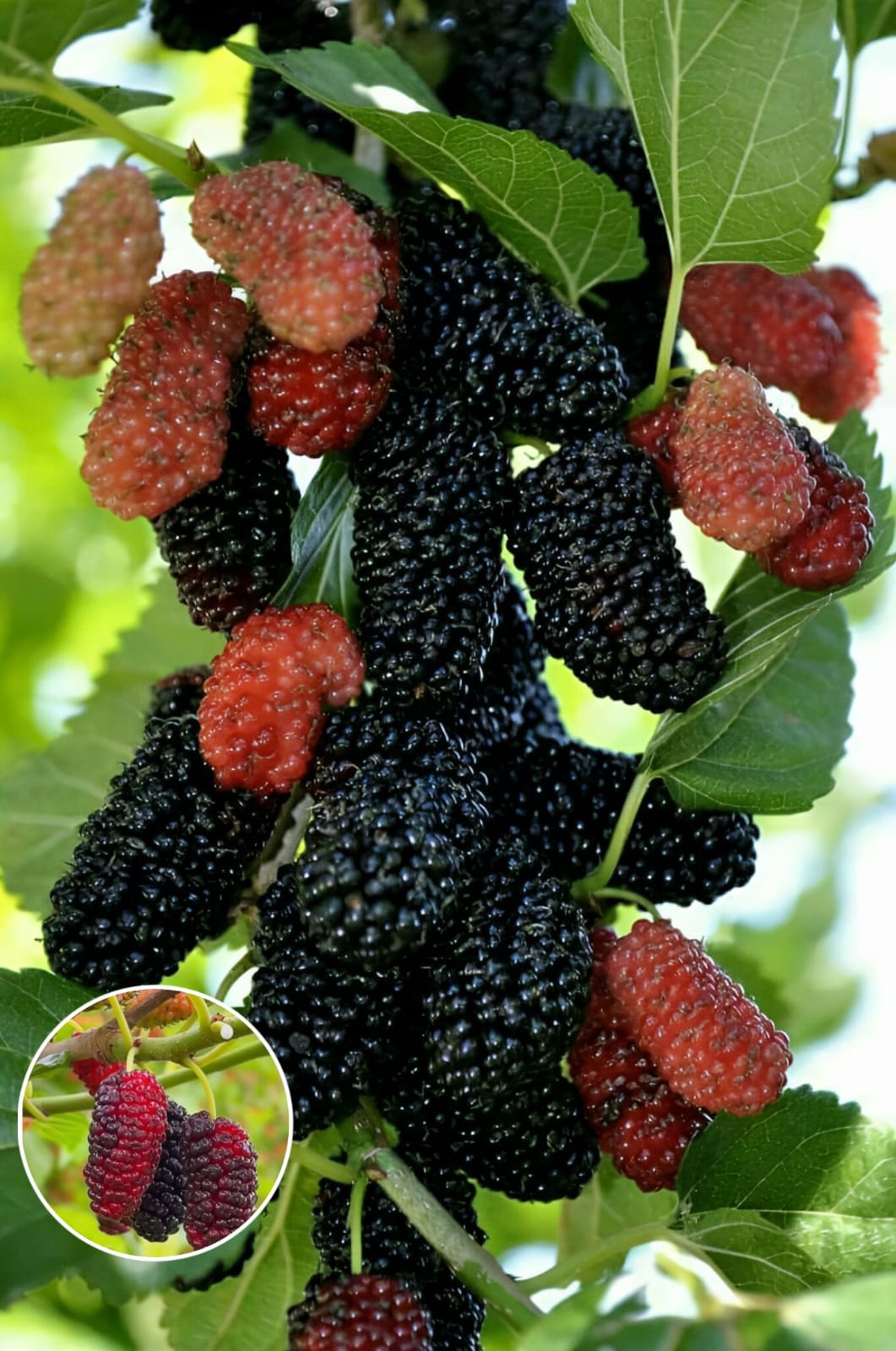 Hybrid Mulberry Grafting Fruit Plant (Pack Of-1)